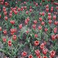tulip_festival_07_flowers