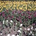 Ottawa Tulip Festival (Spring, 2002)